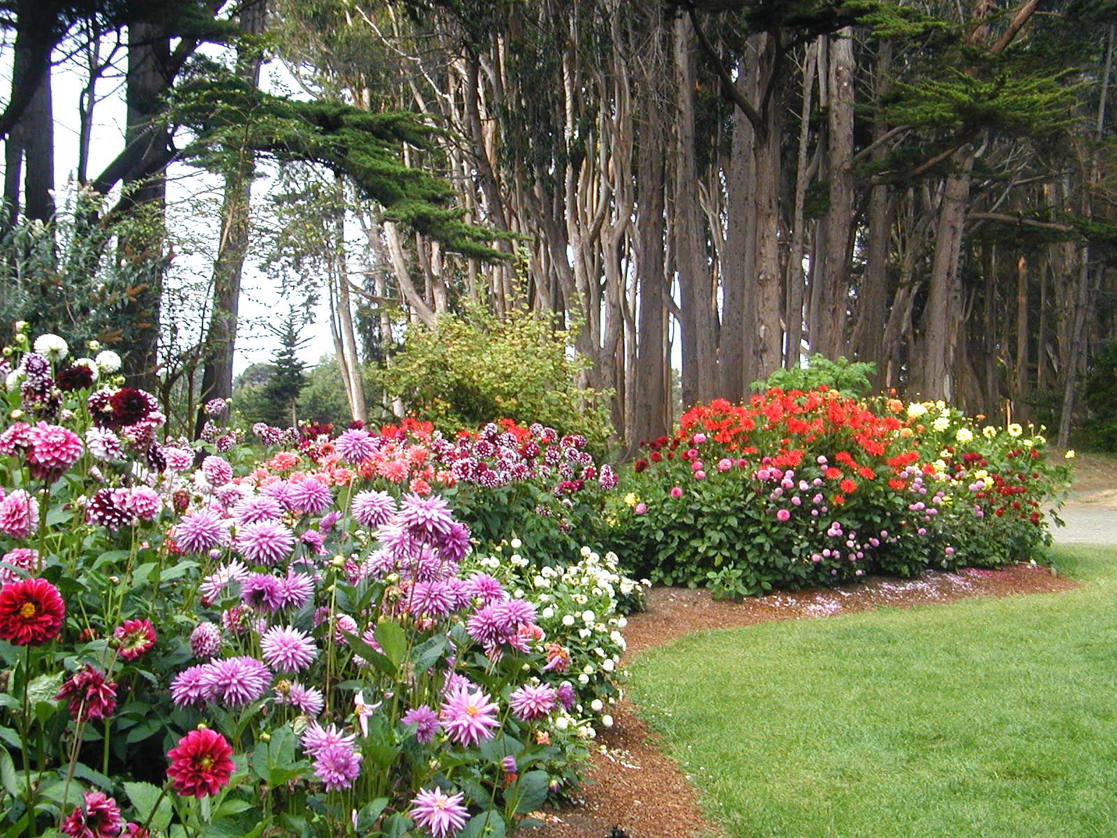 Mendocino Coast Botanical Gardens Dahlia Garden Dahlias Garden