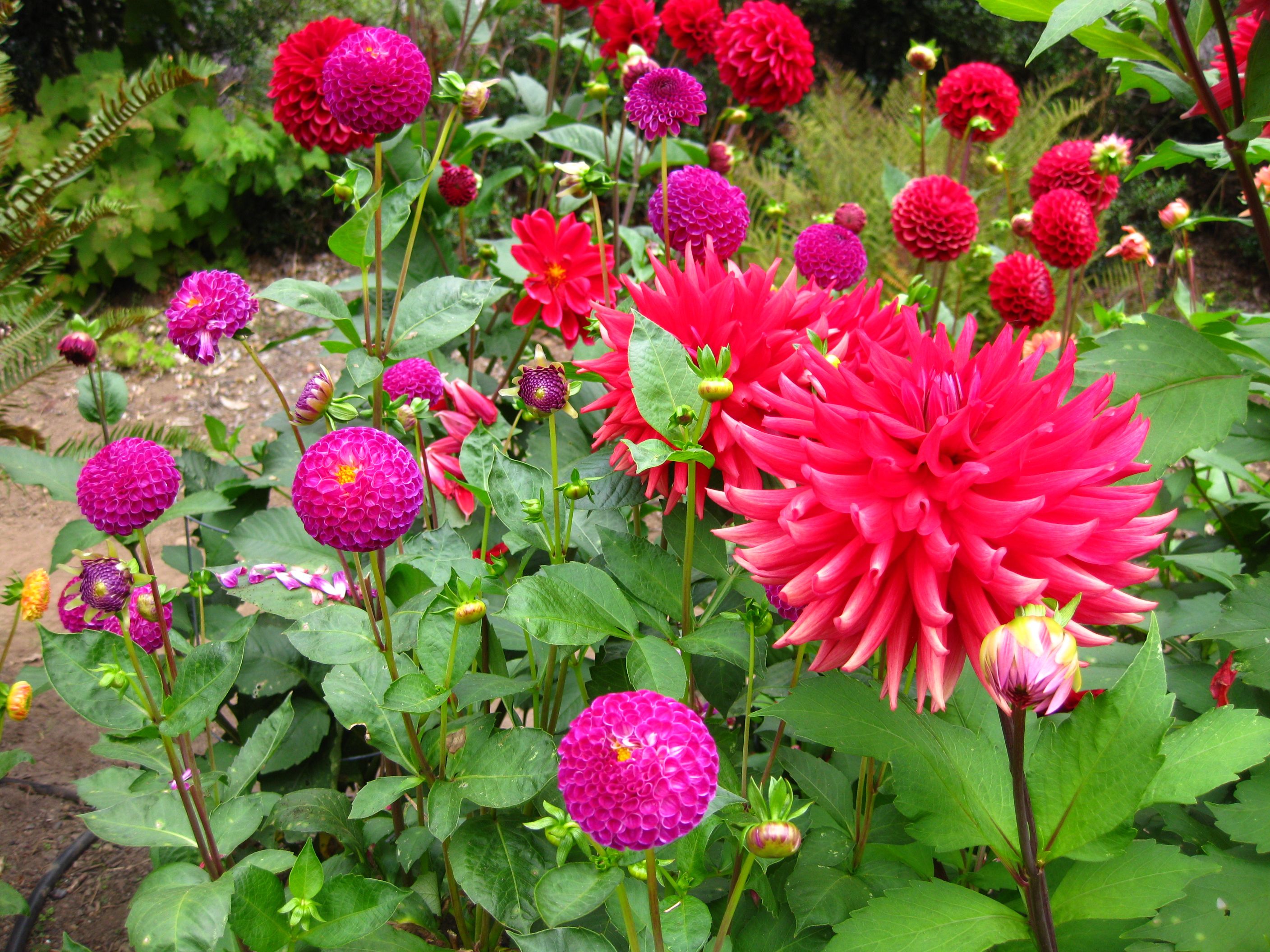 Her Mendocino Cottage Botanical Gardens