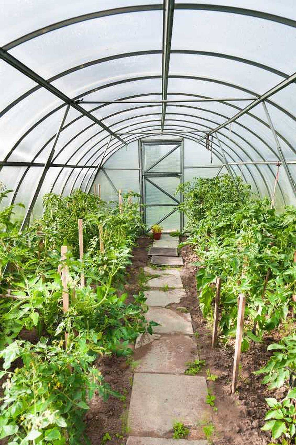 Greenhouse Botanical Garden Grueningen