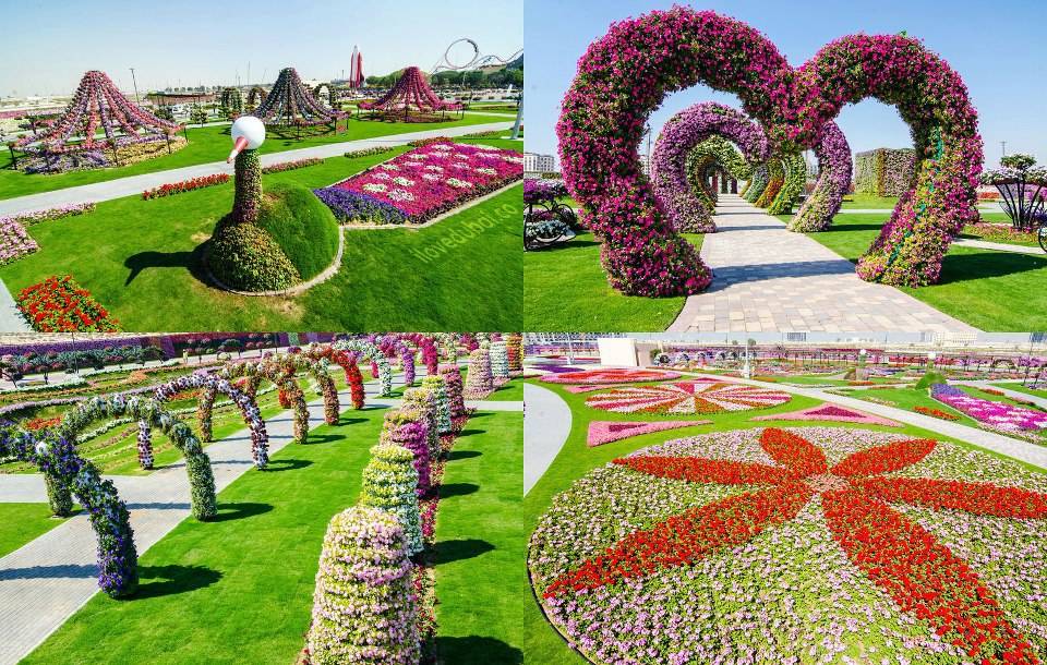 Dubai Miracle Garden Passion