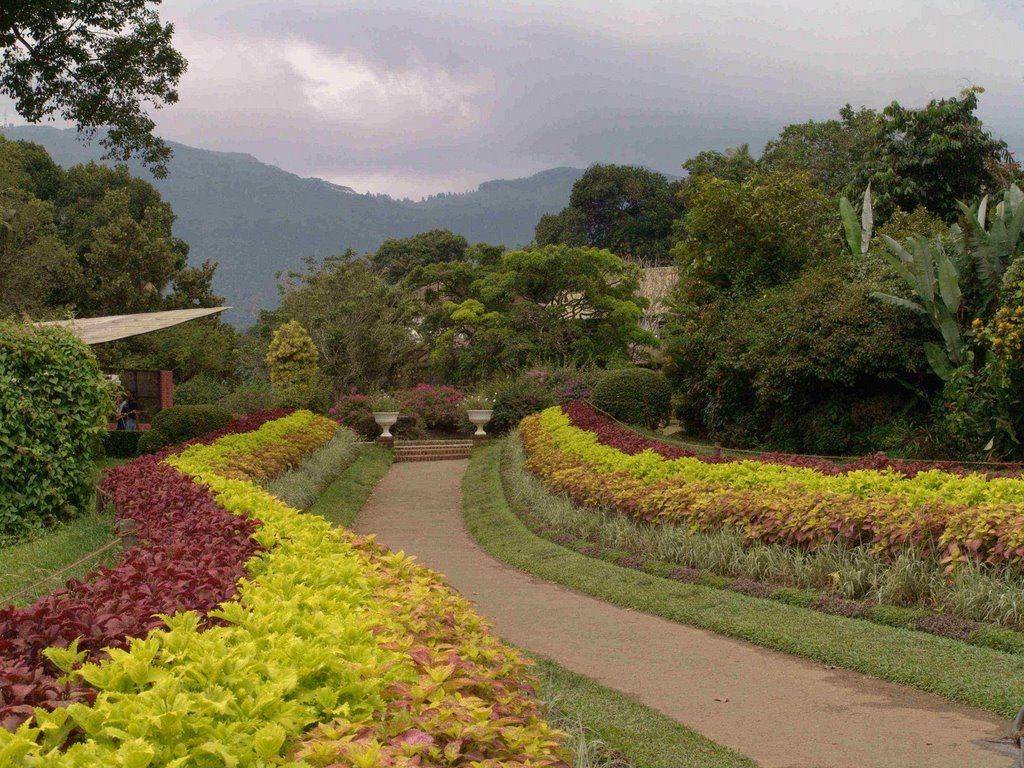 The Royal Botanical Garden