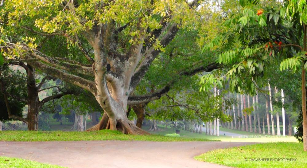 Peradeniya Botanical Gardens Kandy