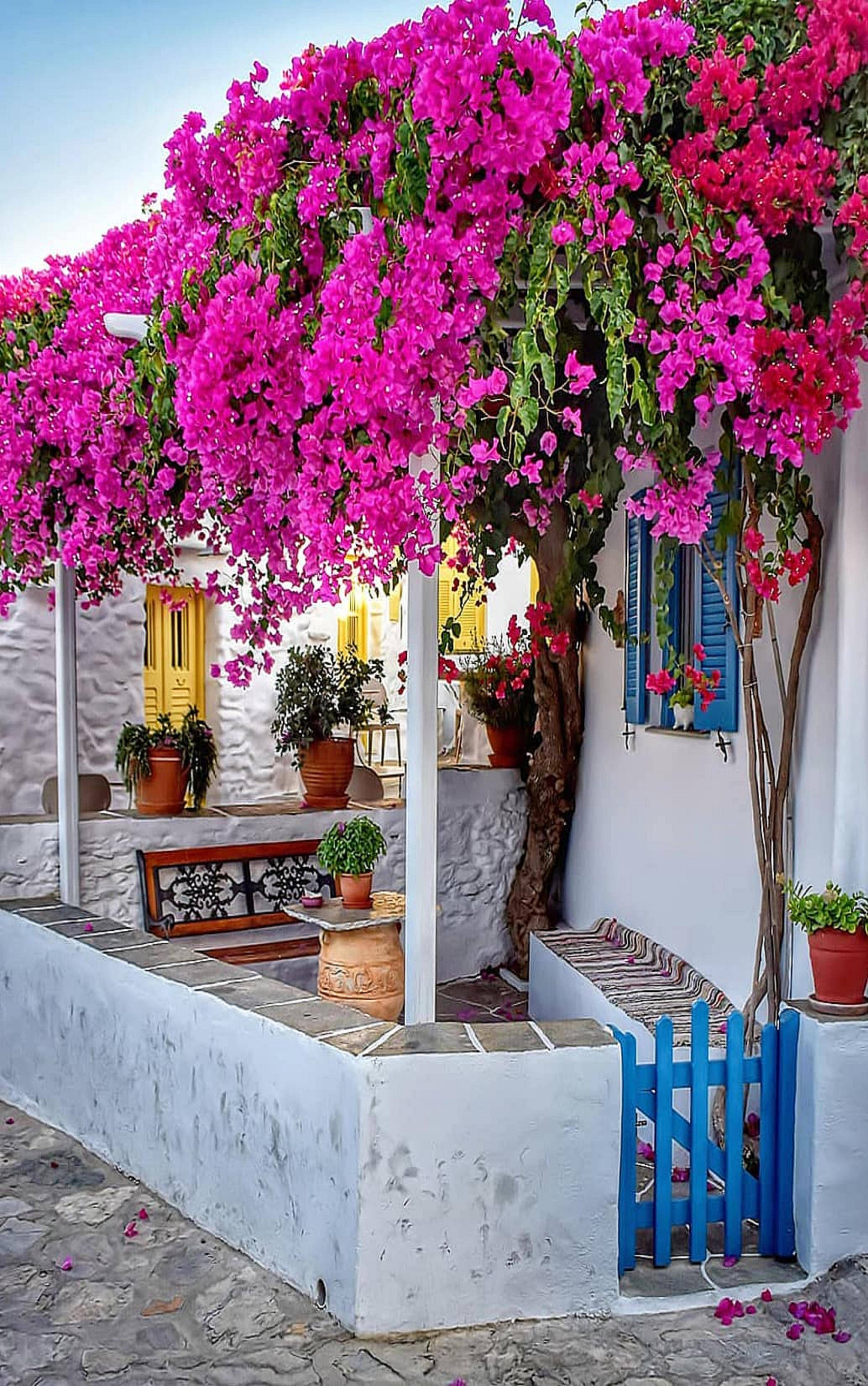 Greek Style Garden Design Chelsea