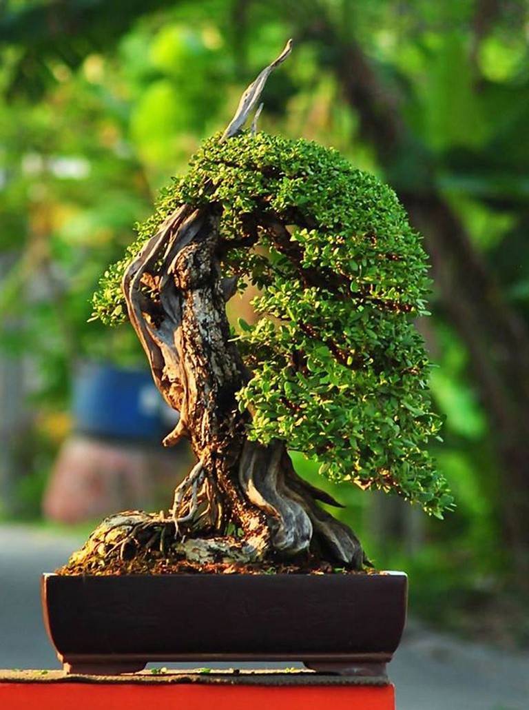 Cool Bonsai Garden Ideas Best