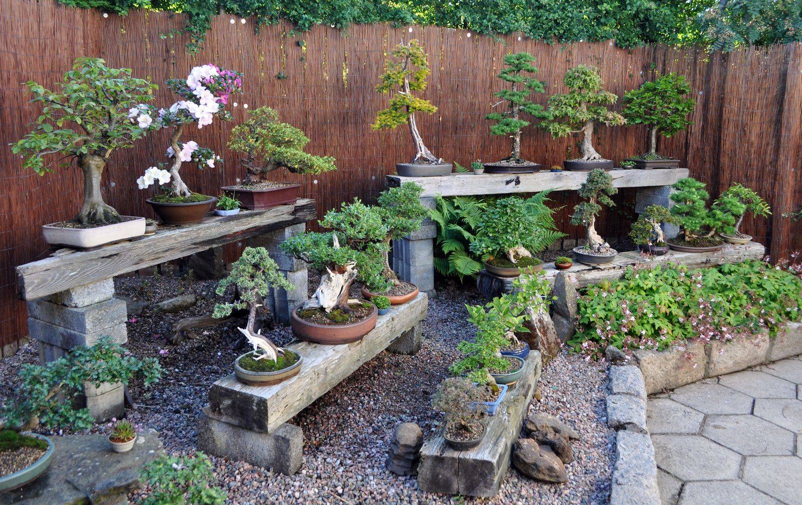 Cool Bonsai Garden Ideas Best