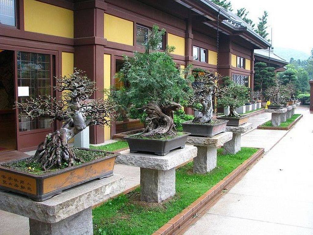 Cool Bonsai Garden Ideas Best