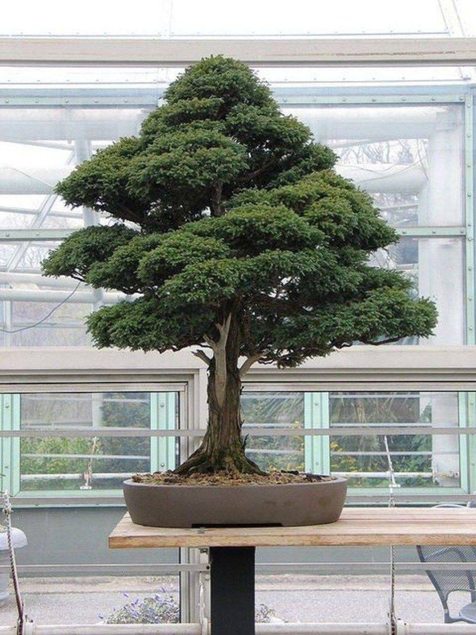 Cool Bonsai Garden Ideas Best