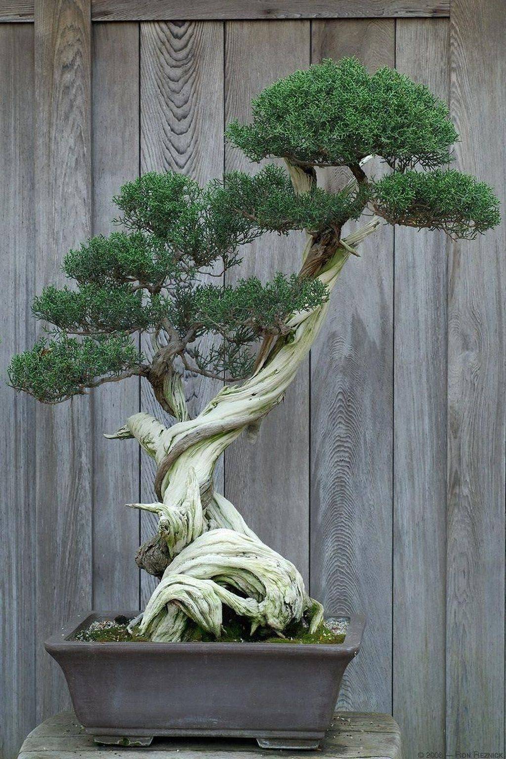 Fantastic Bonsai Garden Ideas