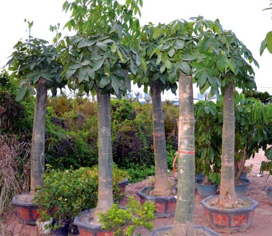 Hyderabad Botanical Gardens
