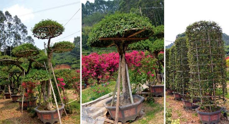 Hyderabad Botanical Gardens