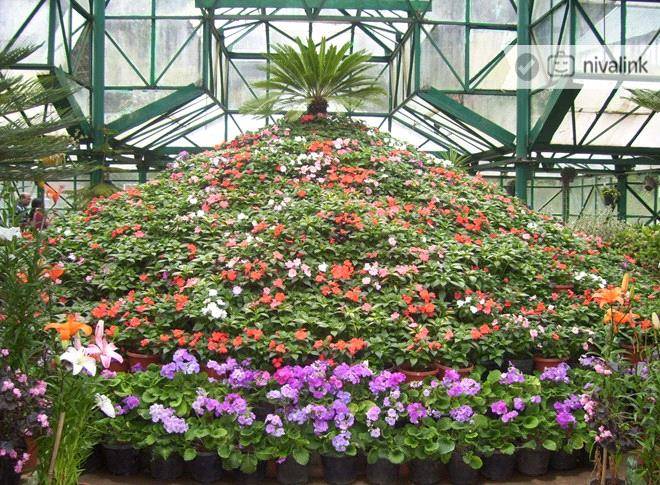 The Nehru Rose Garden