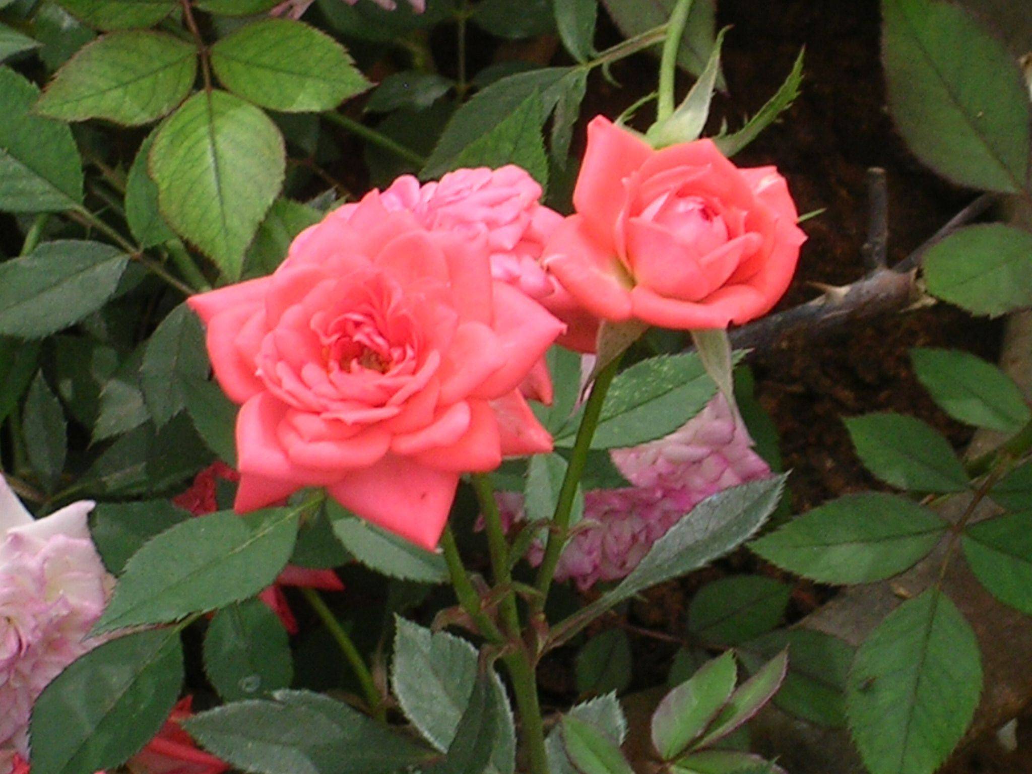 Floral Lionooty Flower