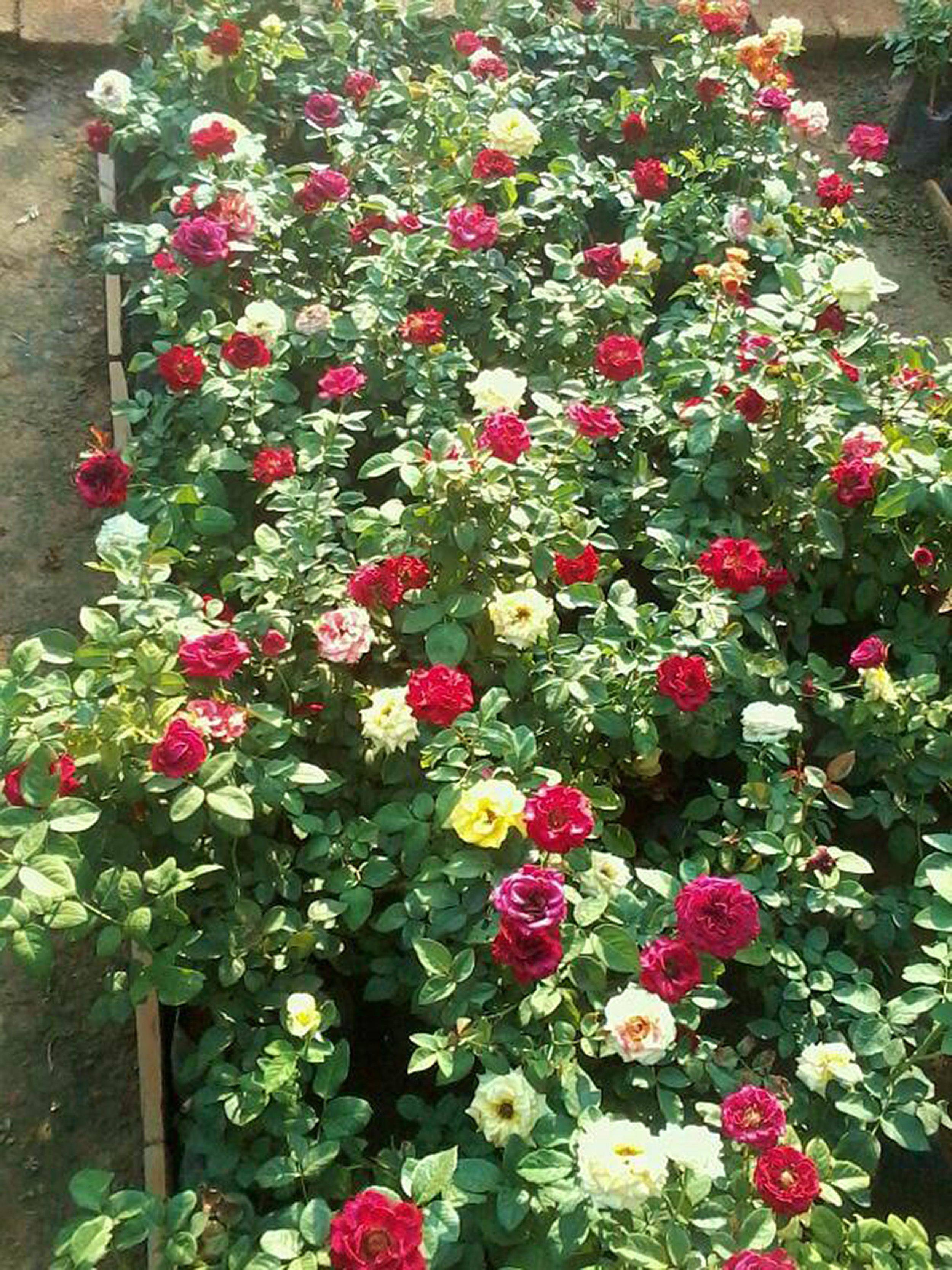 20 Rose Garden Bangalore Ideas Worth to Check SharonSable