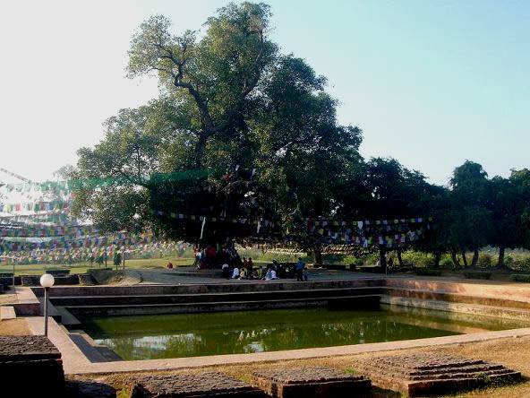 Lumbini Bodhi Tree