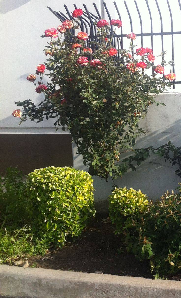 Extended Bangalore Mysore Ooty Itinerary