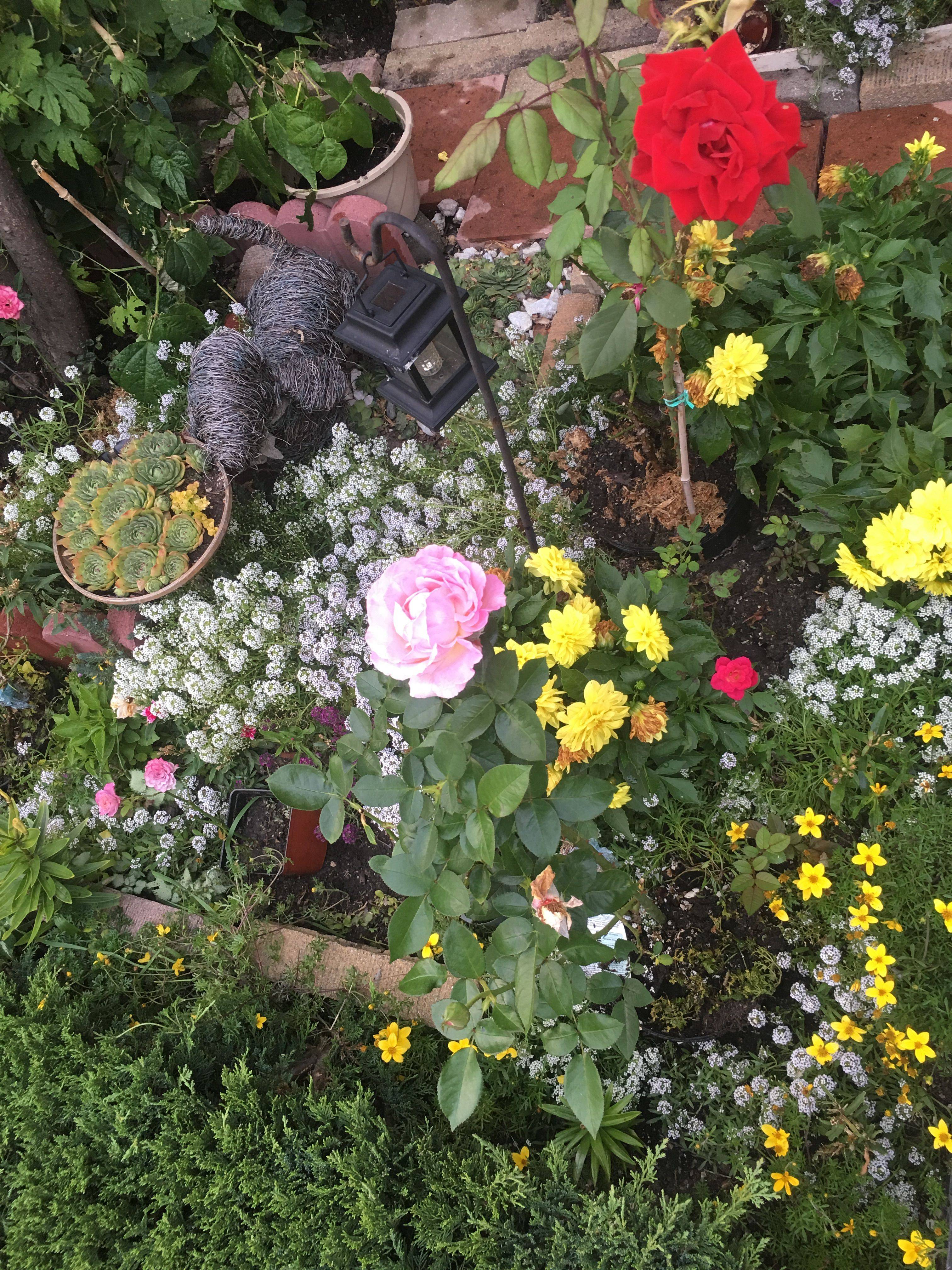 Flower Show Flowershow Flowers Flower Nature Gardening