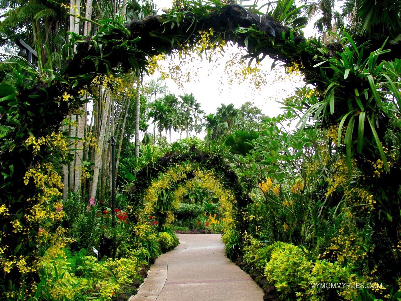 Photos Singapore Botanic Gardens Nature Trees Shrubs