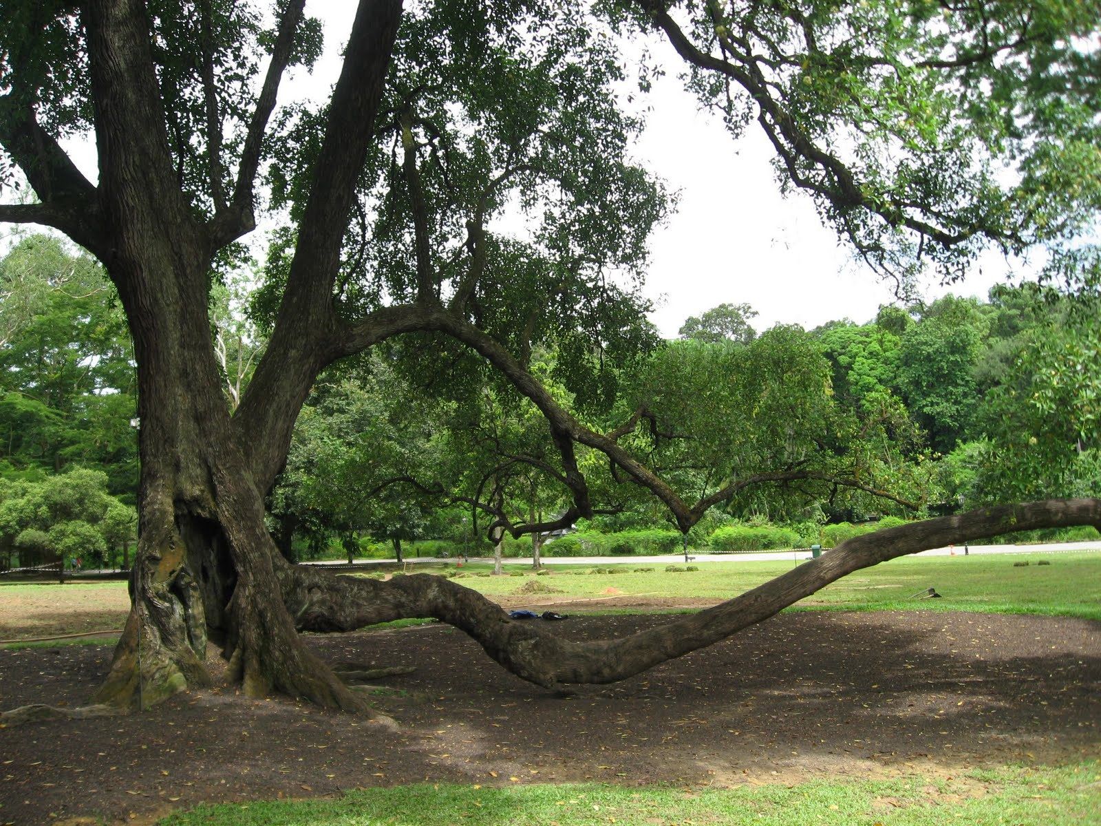 Singapores Botanical Gardens