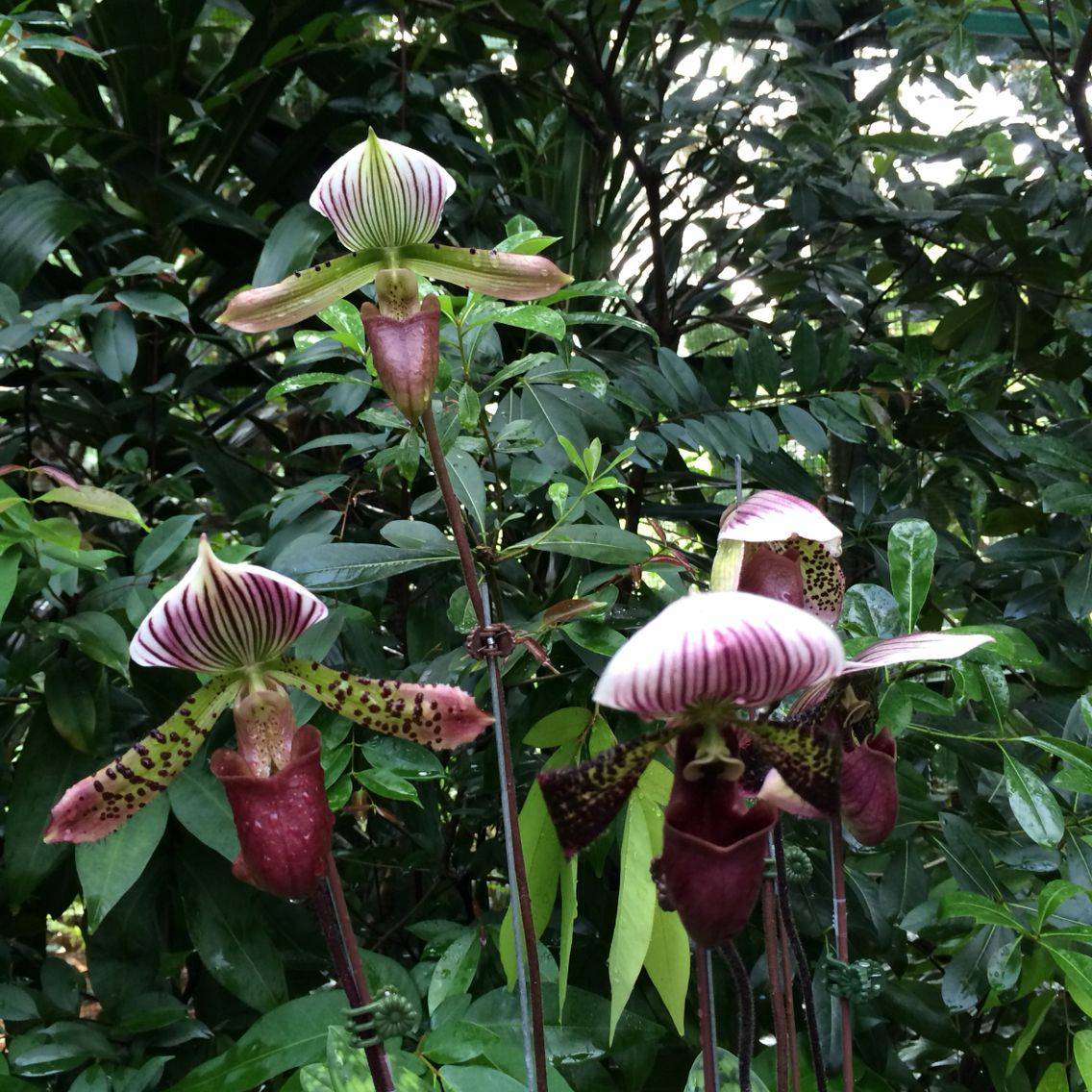 Botanischer Garten Jena Wikipedia