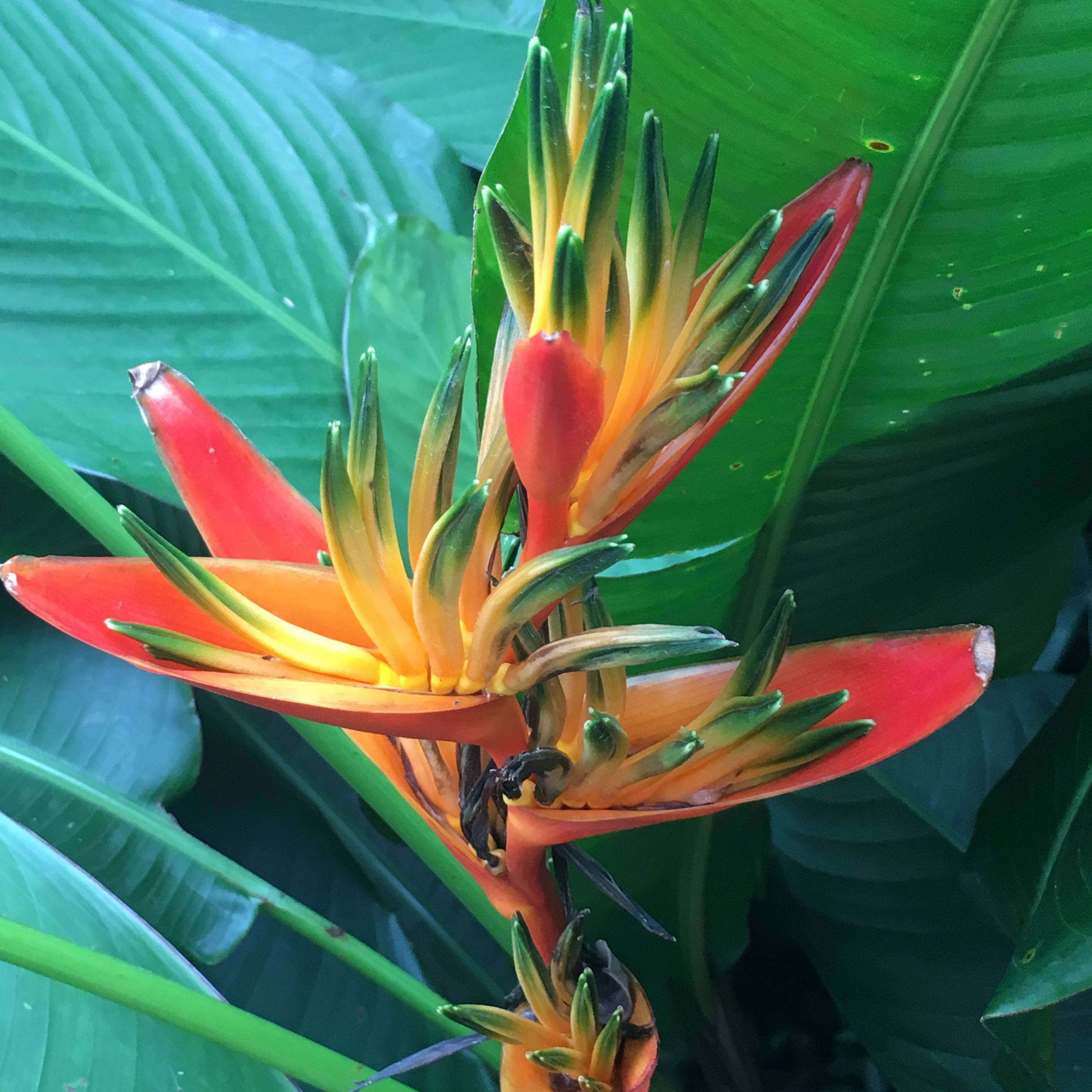 Singapore Botanic Gardens Singapore Garden