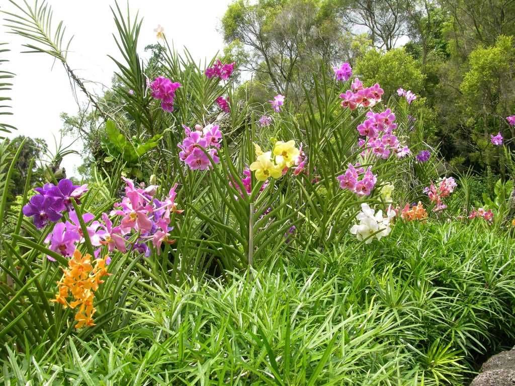 Singapore Botanical Garden