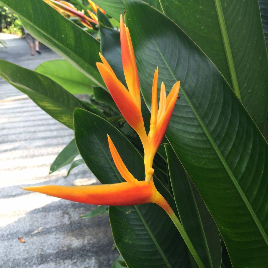 Singapore Botanical Garden