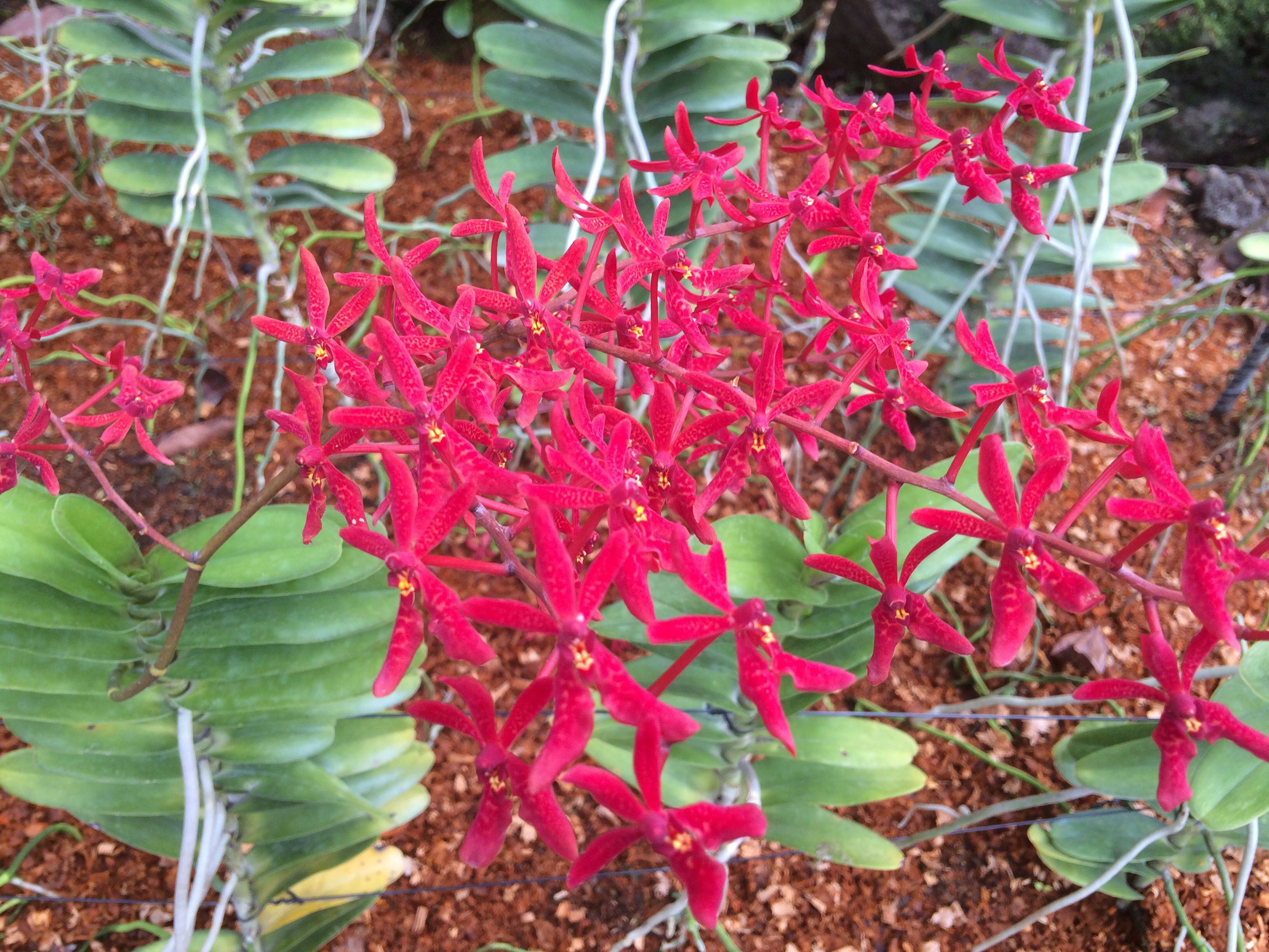 Singapore National Orchid Garden