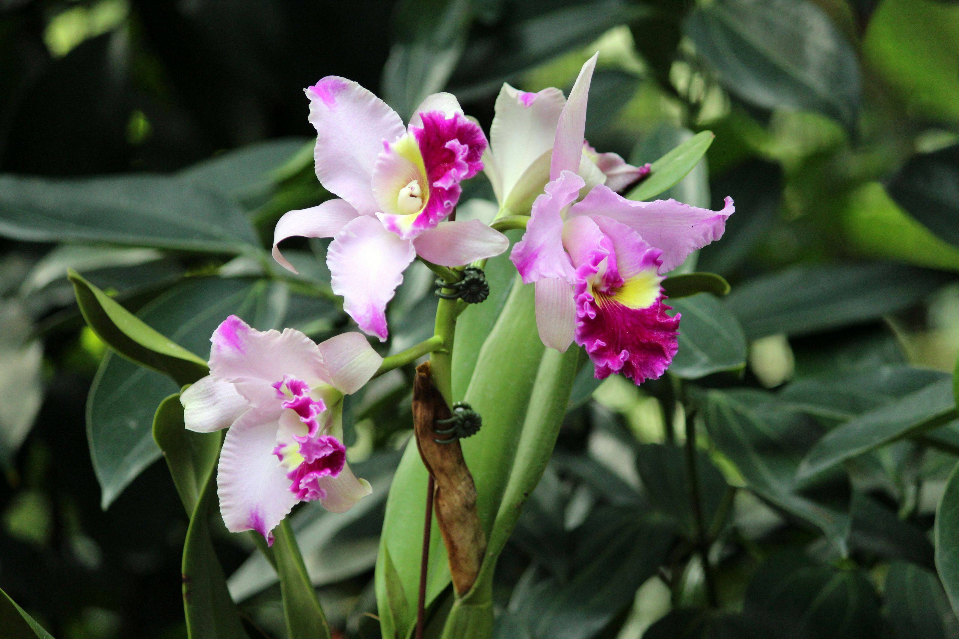 Pin P Singapore Botanic Garden Orchids