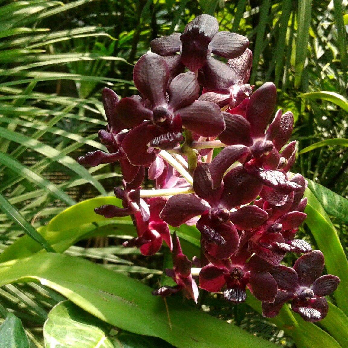 Singapore Botanical Garden