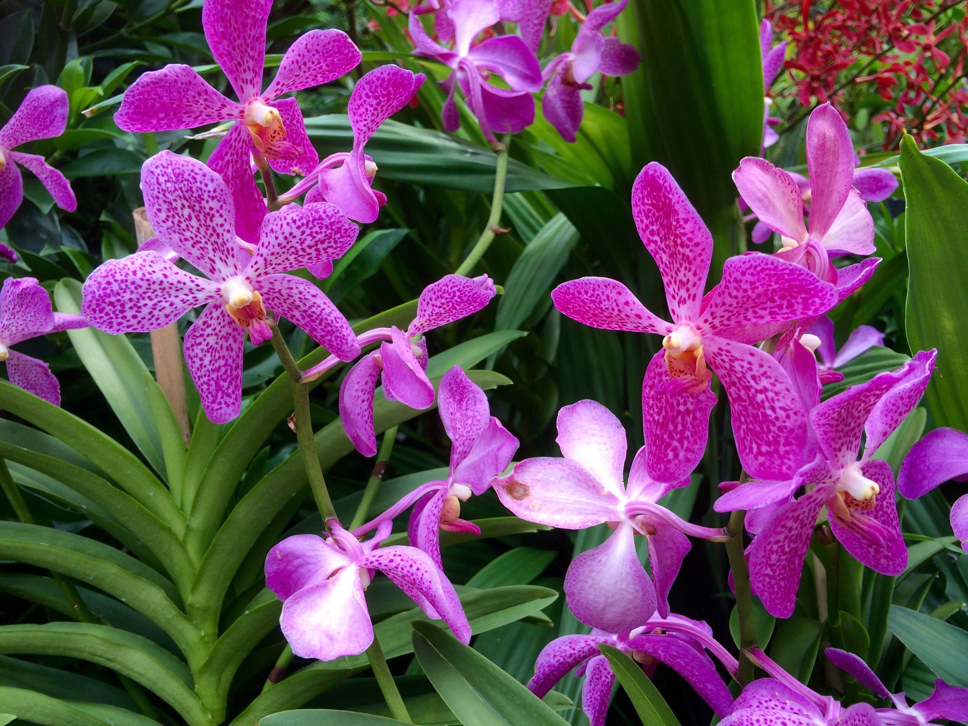 Pistos Caedes Desktop Wallpaper Orchids