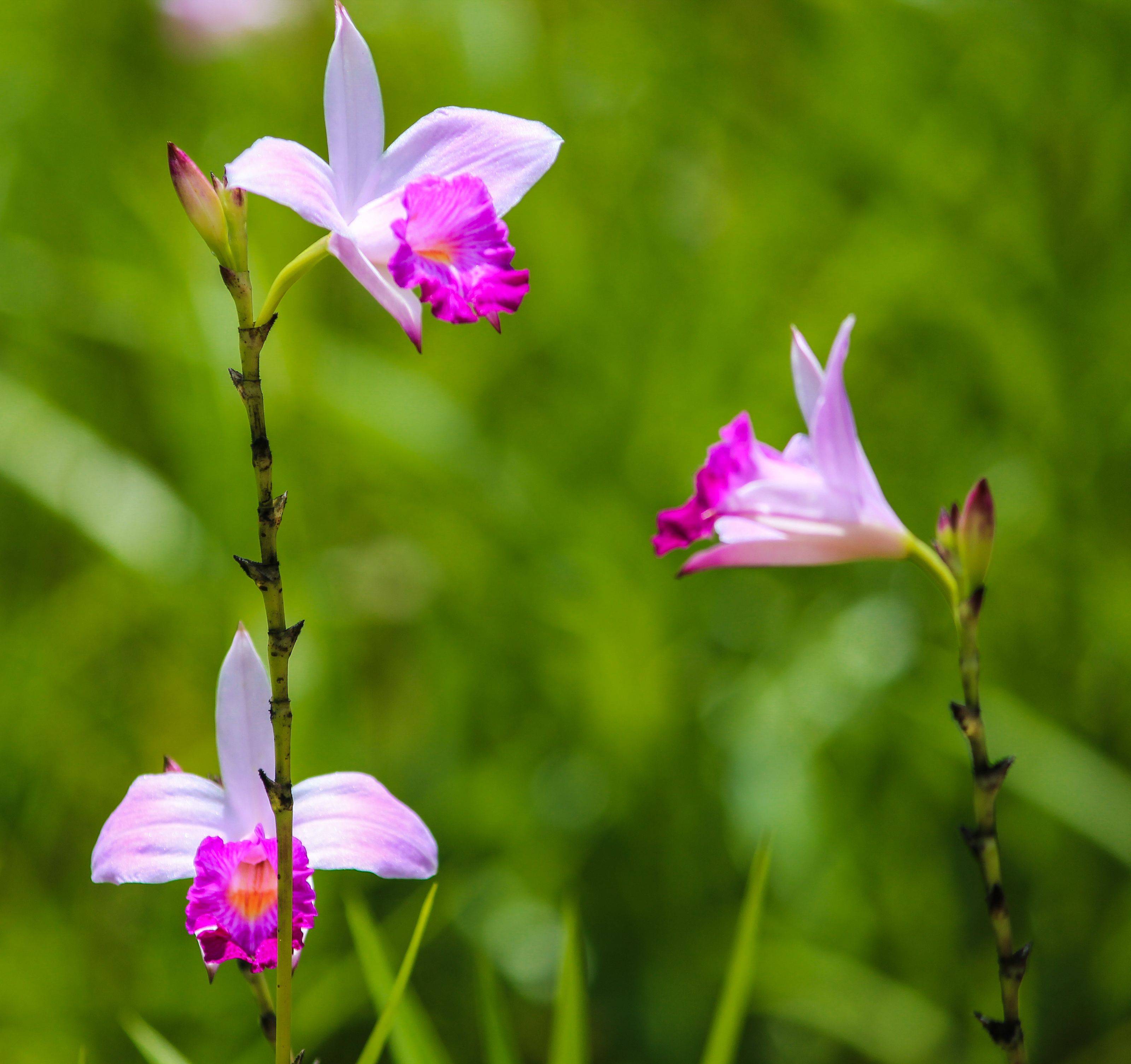 Singapore Tropical Garden Ideas Photograph Singapore Botan