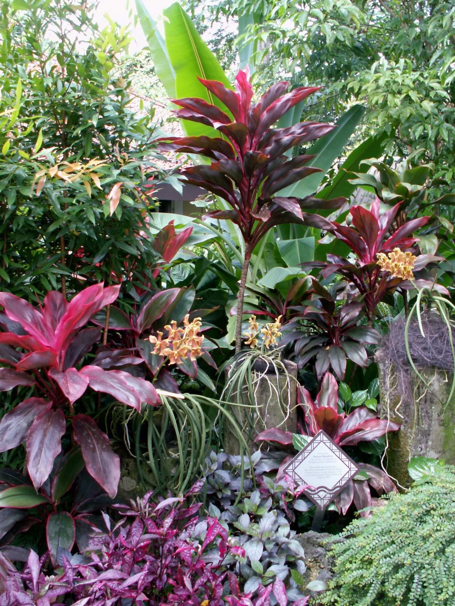 Tropical Landscaping
