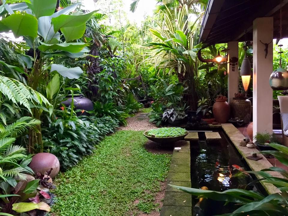Pinterest Orchids Garden