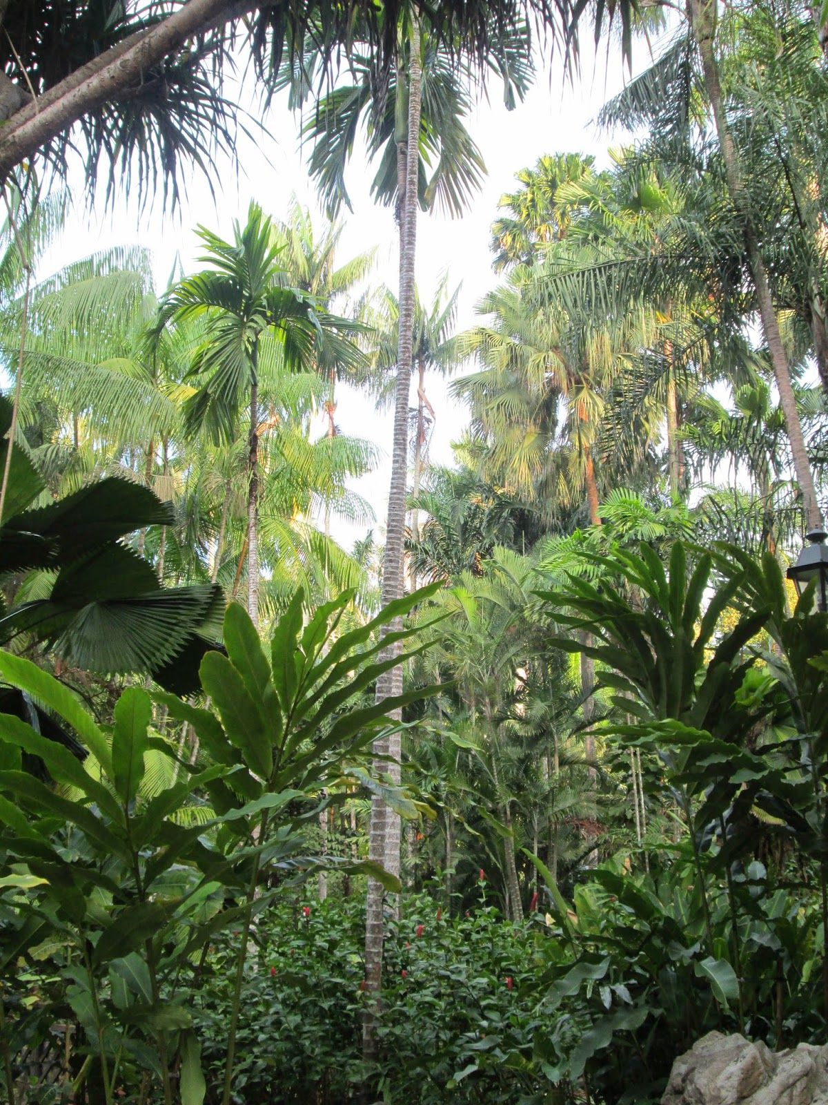 Singaporeorchidgardenorchidbirdcage Fantasygarden Pinterest
