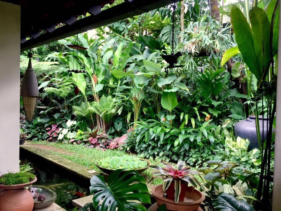Singapore Tropical Garden Ideas Photograph Singapore Botan