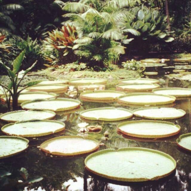 Botanical Gardens Logo Landscapegardeninggcom