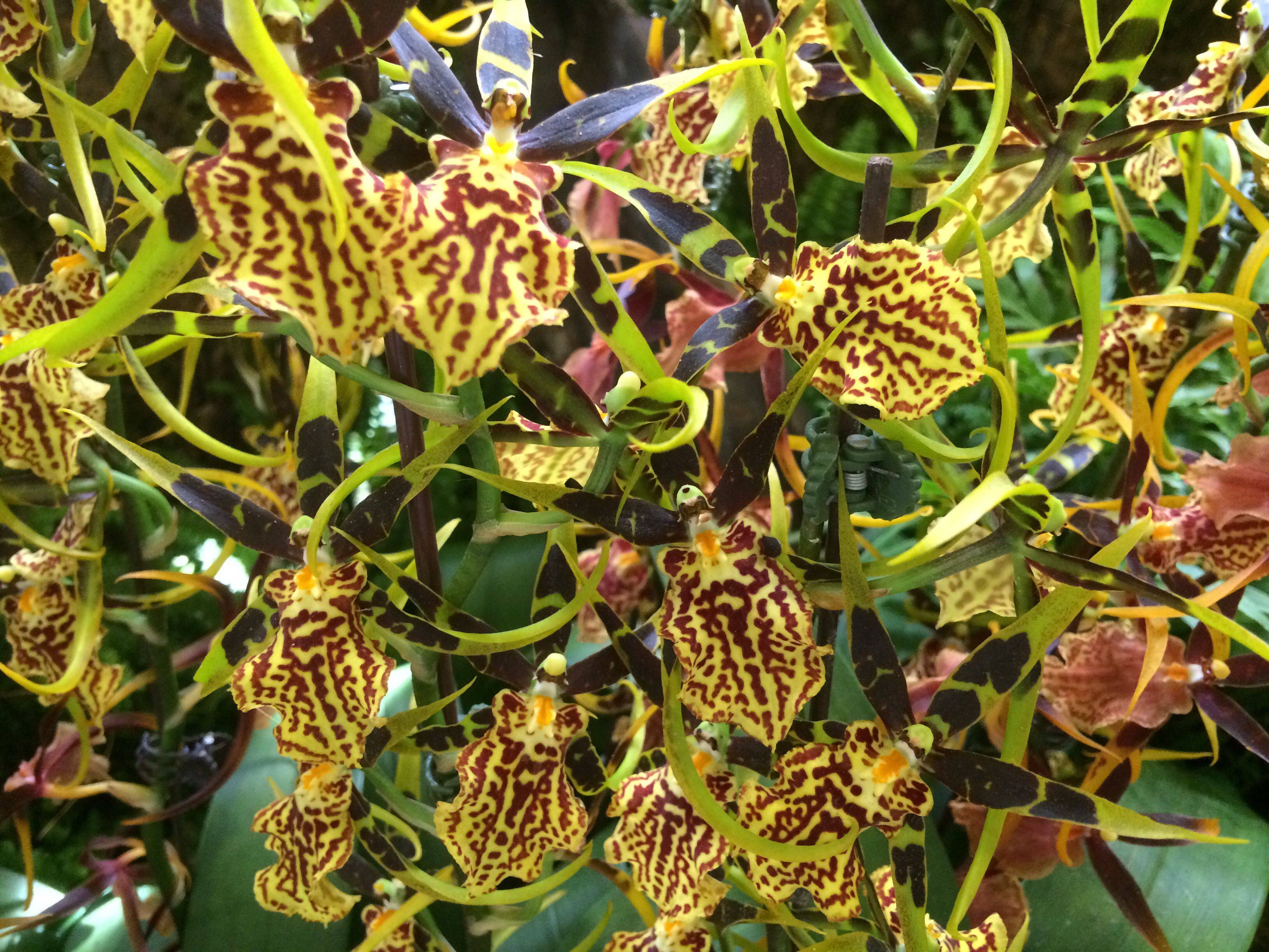 Singapore Botanical Gardens Powerpoint Presentation