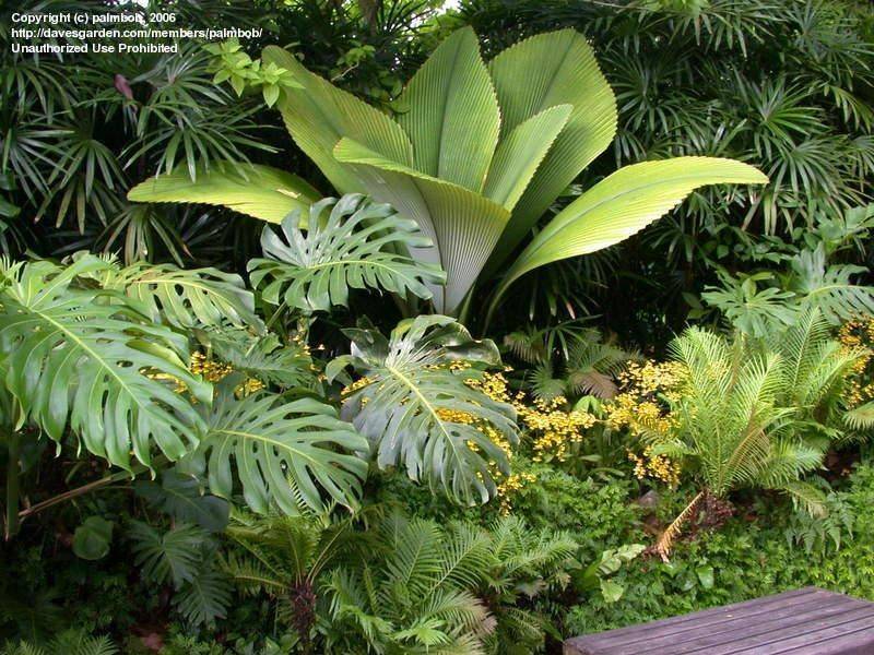 Singapore Botanic Gardens Singapore Garden