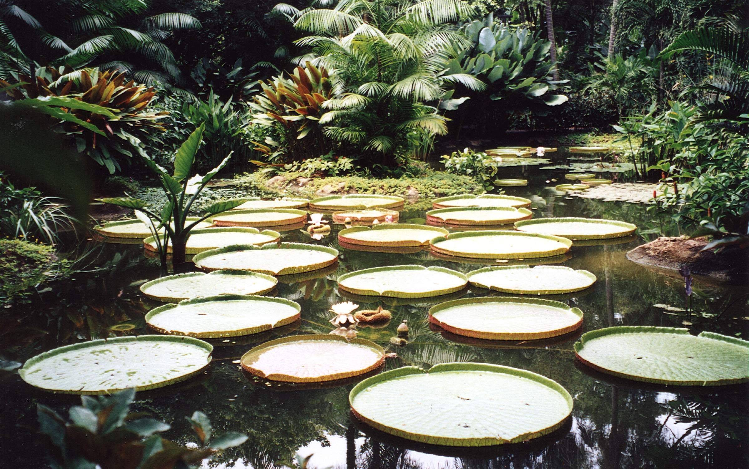 Singapore Botanic Gardens
