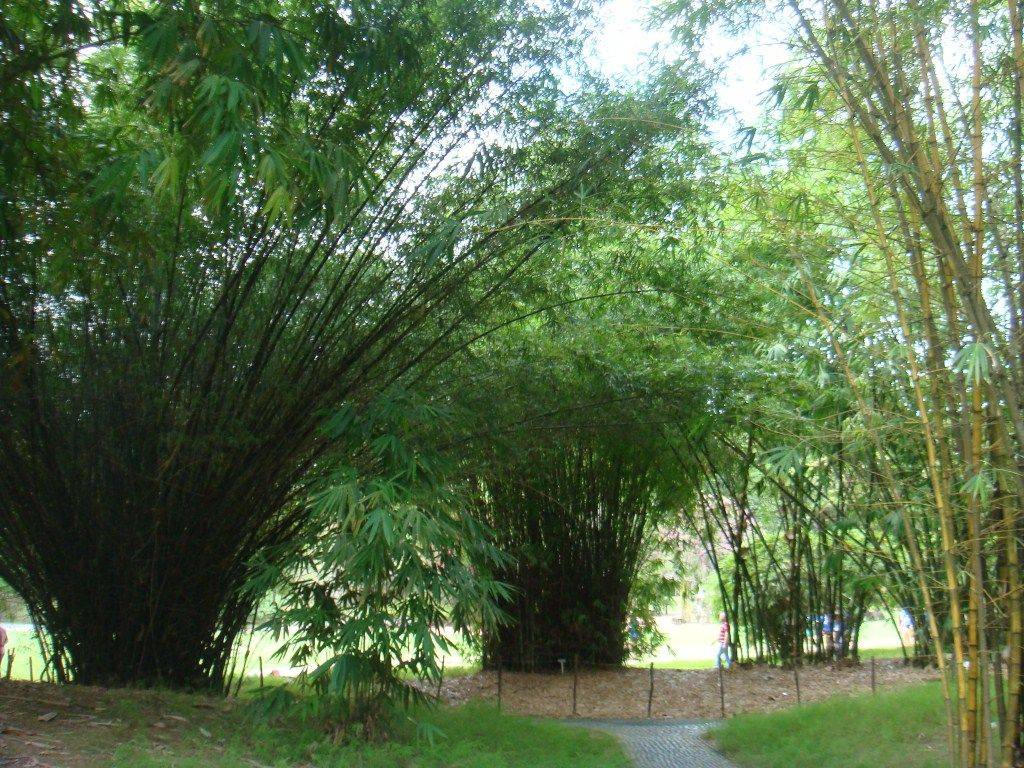 Singapore Botanic Gardens