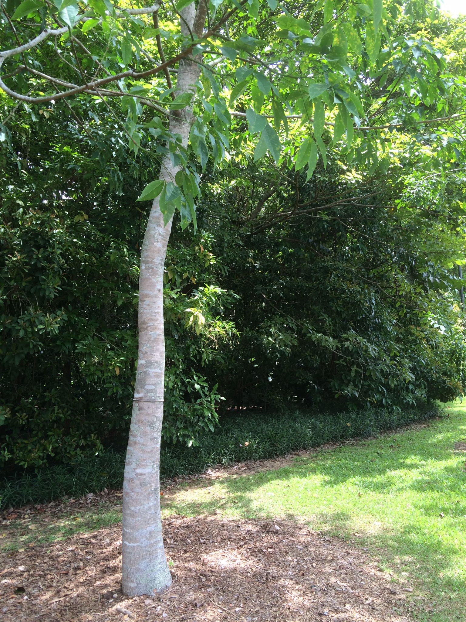 Singapore Botanic Gardens