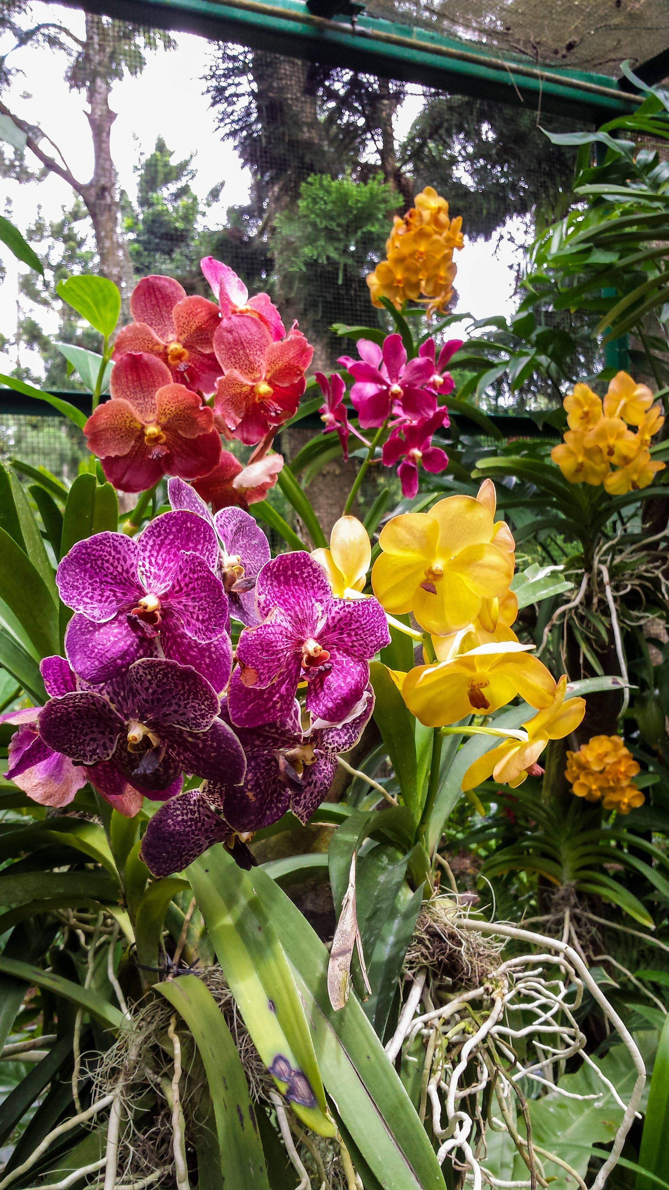 Singapore Botanic Gardens