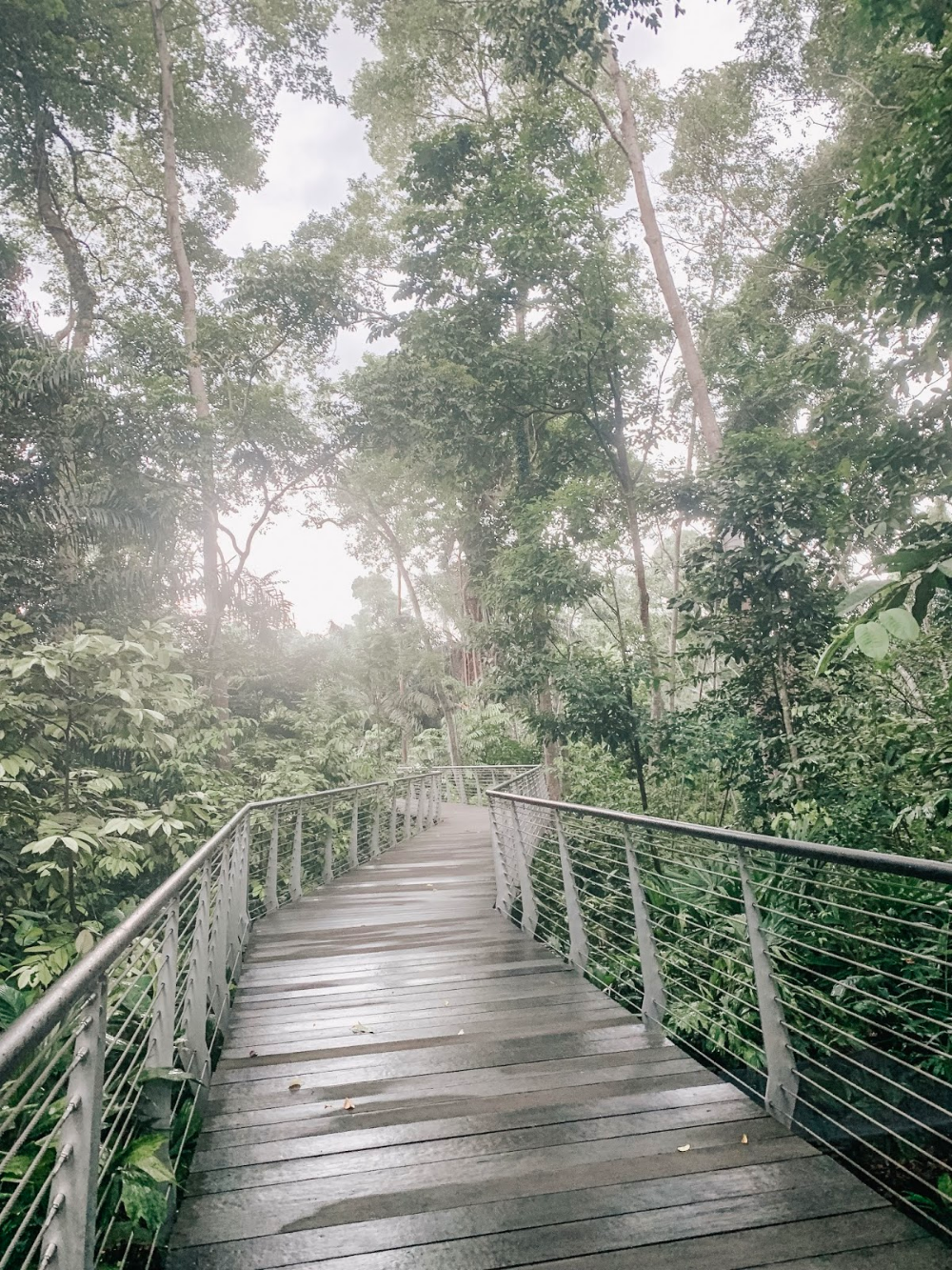 Singapore Botanical Gardens Botanical Gardens