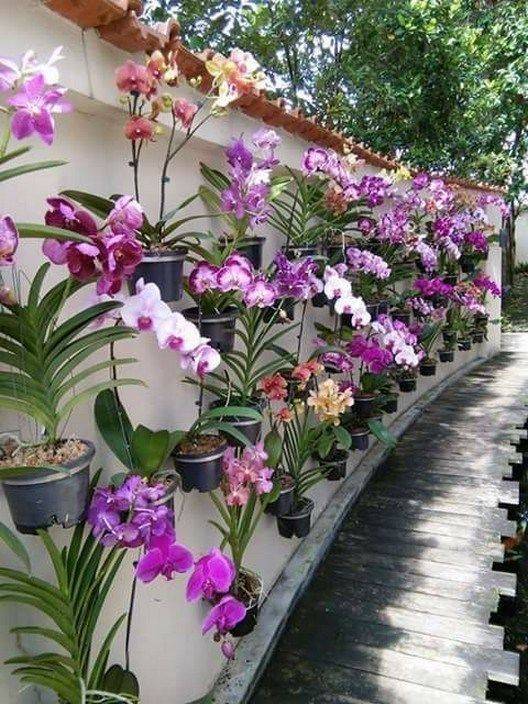 Orchidhouse Orquidiario Orchids Orqudea Terrarium Garden