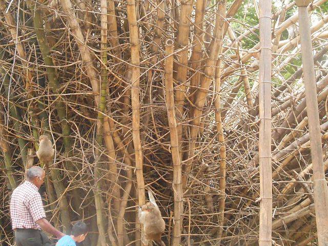 Bengalurujpg Wikimedia Commons