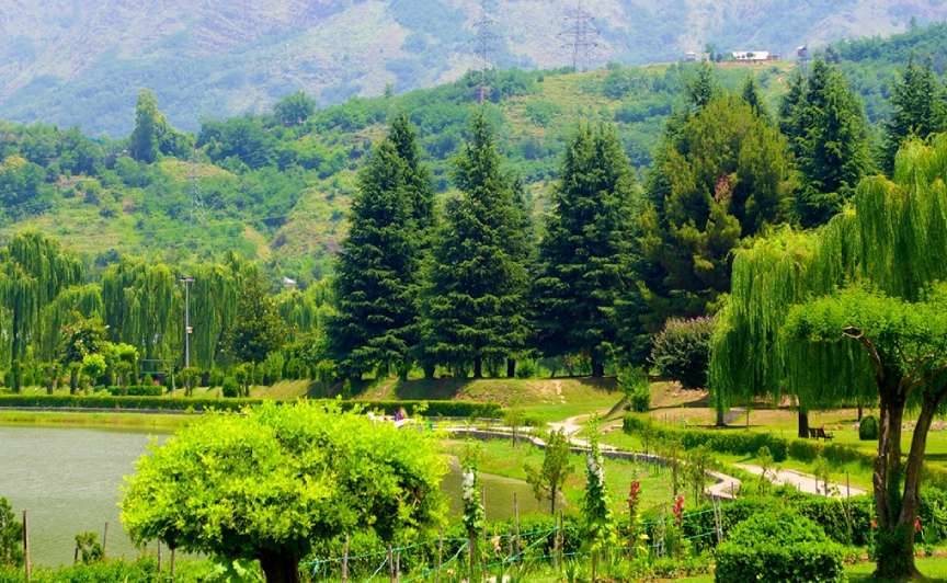 A Golden Leaf Chinar Tree