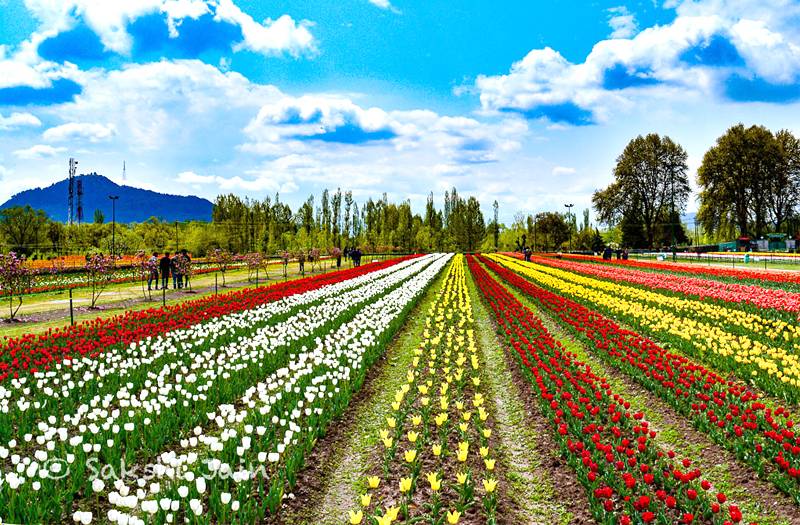 Botanical Gardens Srinagar