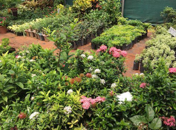 Mind Refreshing Garden