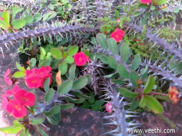 Picturess Photos Pictures Anthurium