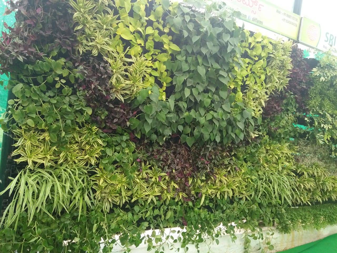 Picturess Photos Pictures Anthurium